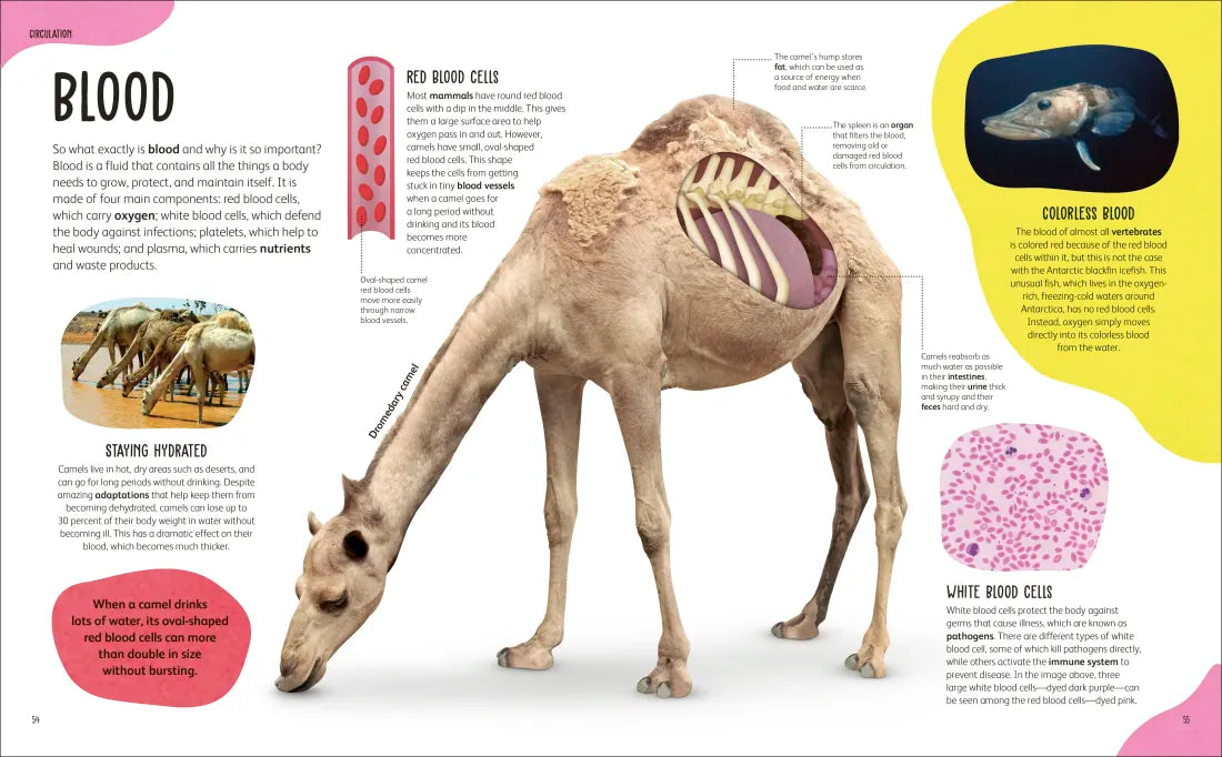 The Animal Body Book US - Hardback