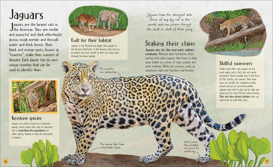 Life in the Wild US - Hardback