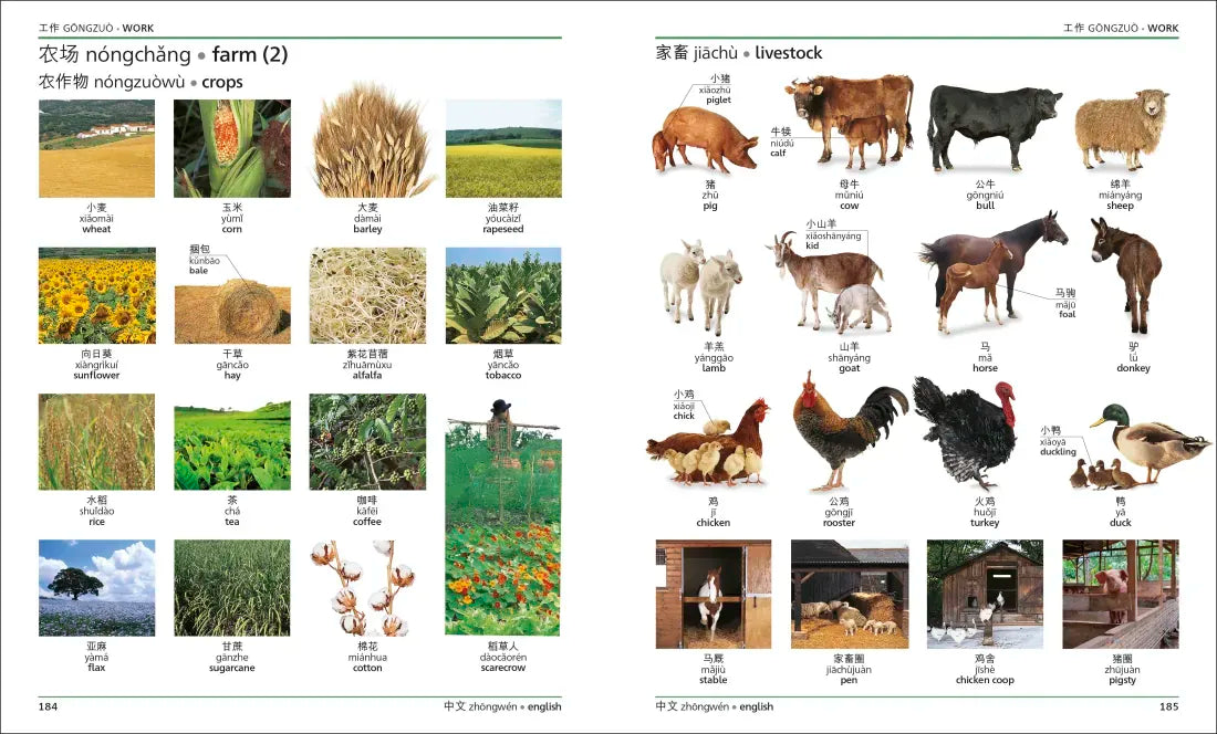 Mandarin Chinese - English Bilingual Visual Dictionary US - Paperback / softback