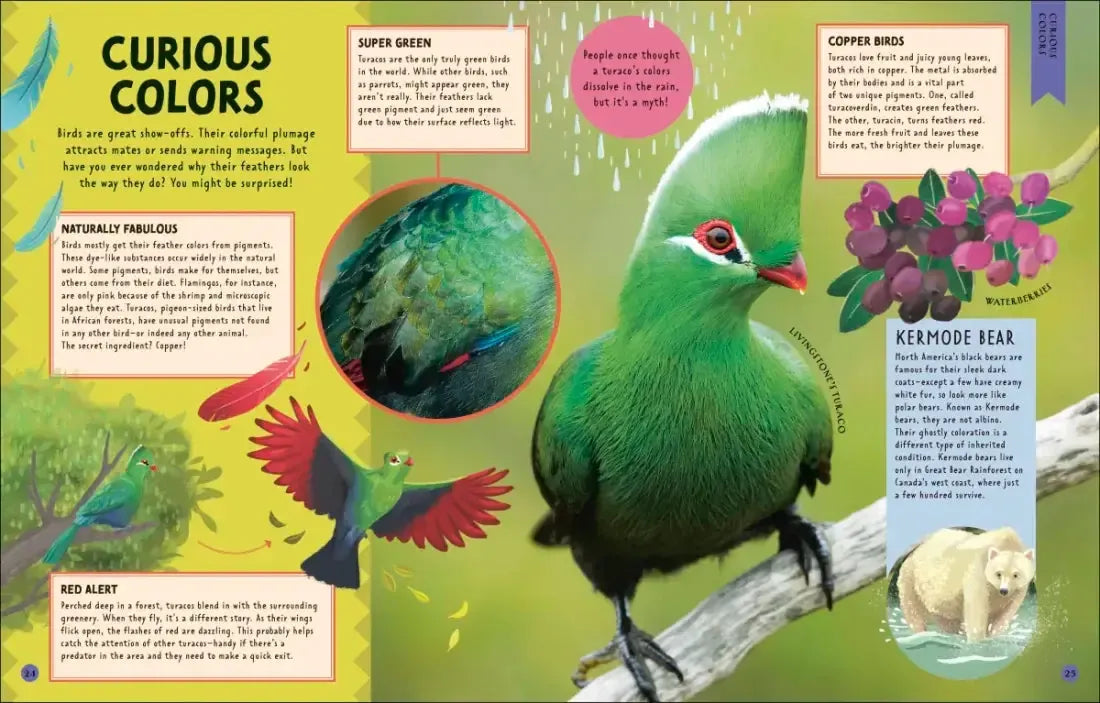 Odd Animals Out US - Hardback