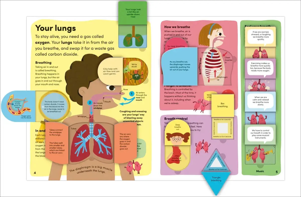 You and Your Body US - Board book