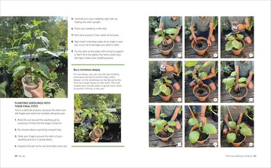 Tomatoes and Basil on the 5th Floor (The Frenchie Gardener) US - Paperback / softback