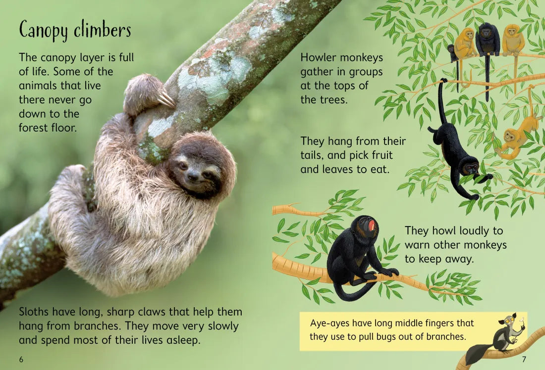 Rainforests GB - Hardback