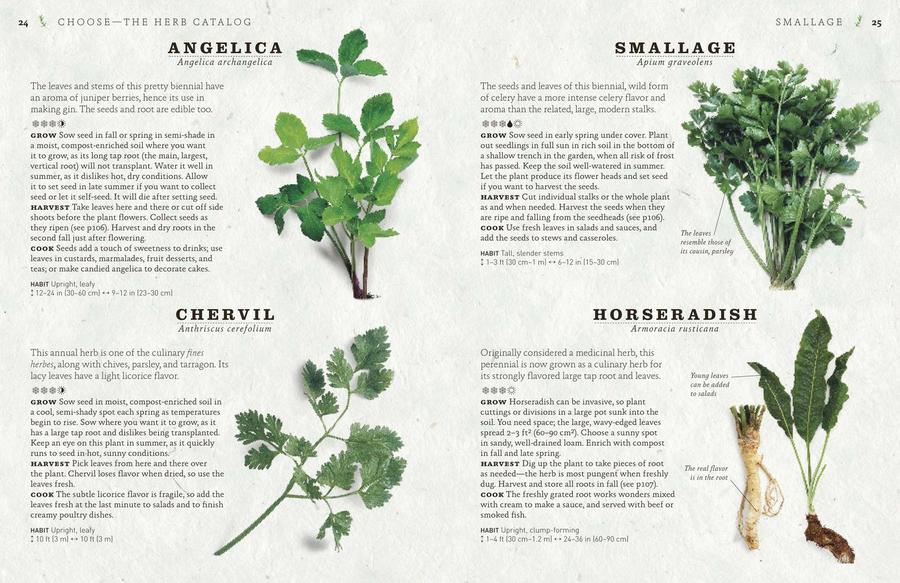 The Cook's Herb Garden US - Hardback