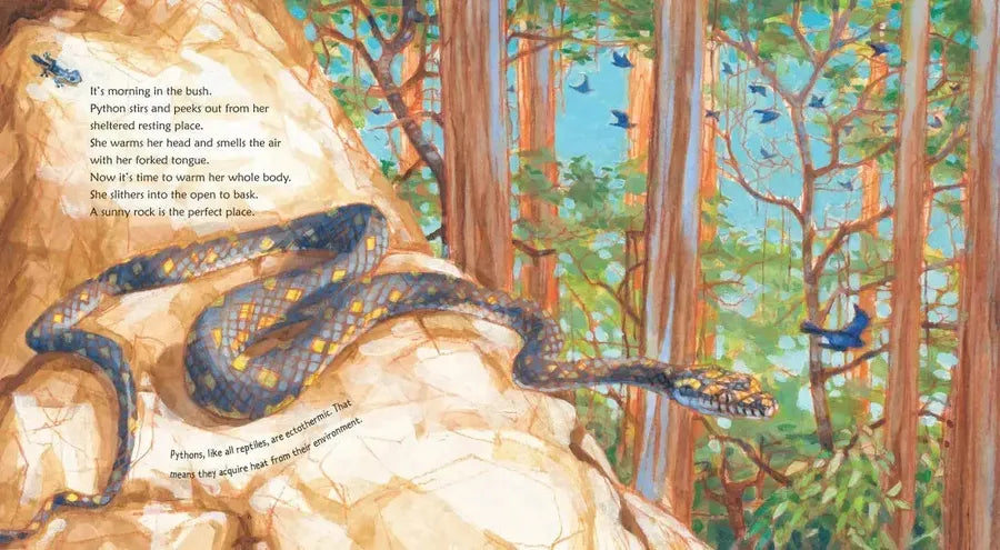 Python US - Paperback / softback