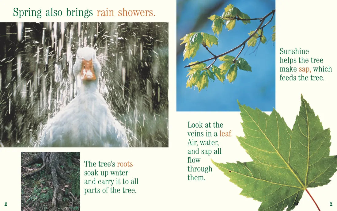 A Tree for All Seasons US - Paperback / softback
