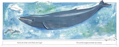 Whales (New & Updated) US - Hardback