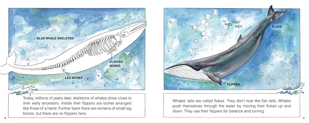 Whales (New & Updated) US - Hardback