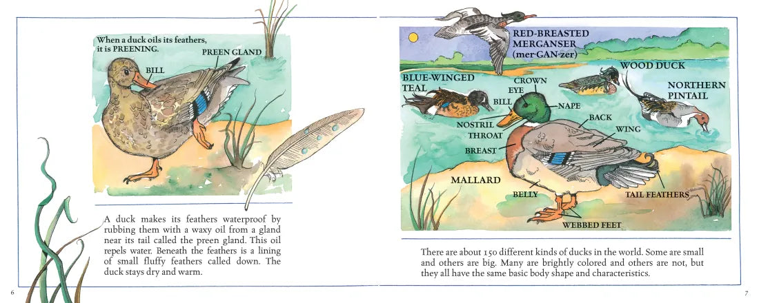 Ducks! (New & Updated) US - Hardback