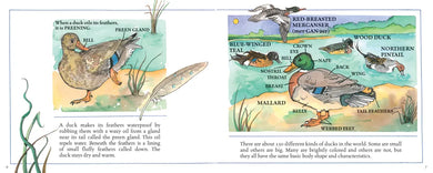 Ducks! (New & Updated) US - Hardback