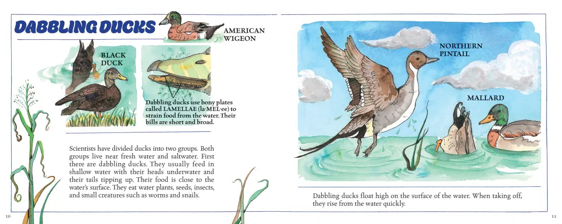 Ducks! (New & Updated) US - Hardback