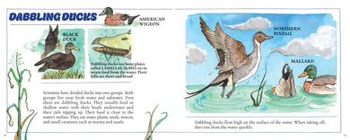 Ducks! (New & Updated) US - Hardback