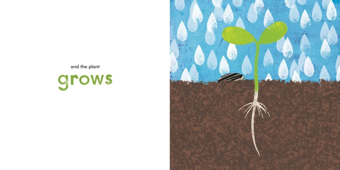 A Seed Grows US - Hardback