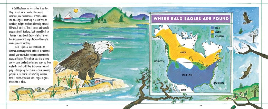 Bald Eagles US - Hardback
