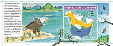 Bald Eagles US - Hardback