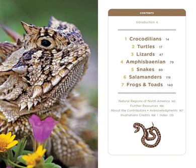 National Geographic Pocket Guide to Reptiles and Amphibians of North America US - Paperback / softback