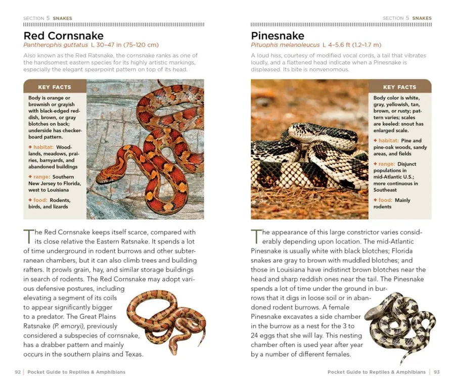 National Geographic Pocket Guide to Reptiles and Amphibians of North America US - Paperback / softback