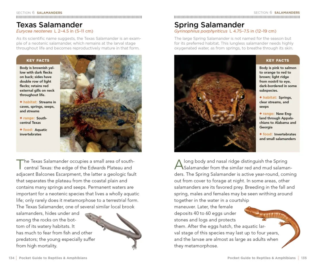 National Geographic Pocket Guide to Reptiles and Amphibians of North America US - Paperback / softback