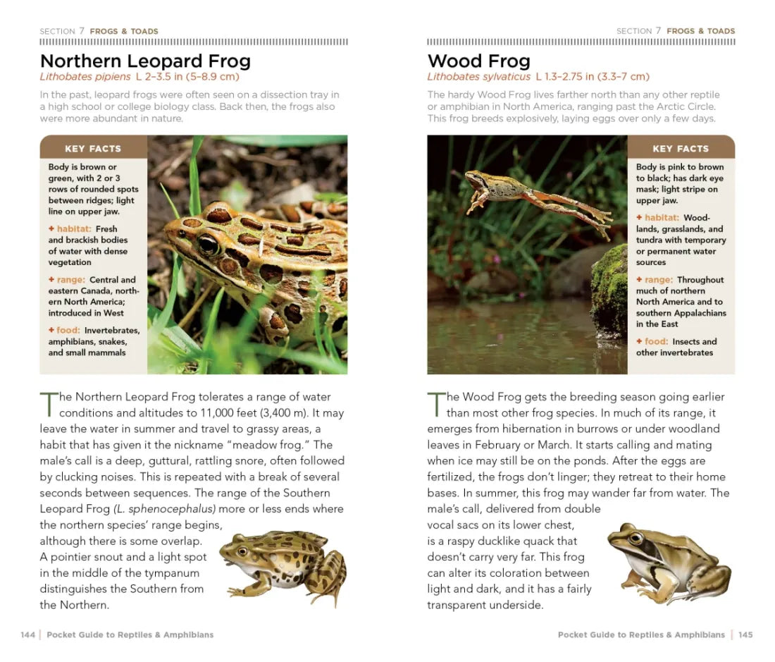 National Geographic Pocket Guide to Reptiles and Amphibians of North America US - Paperback / softback