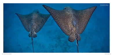 100 Dives of a Lifetime US - Hardback