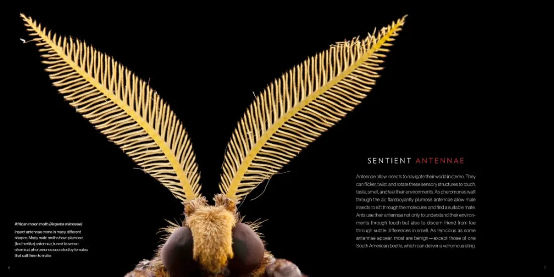 National Geographic Photo Ark Insects US - Hardback