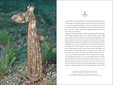 Secrets of the Octopus US - Hardback