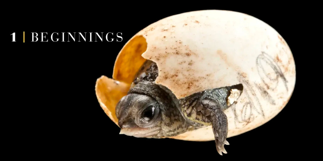 National Geographic Photo Ark Babies US - Hardback