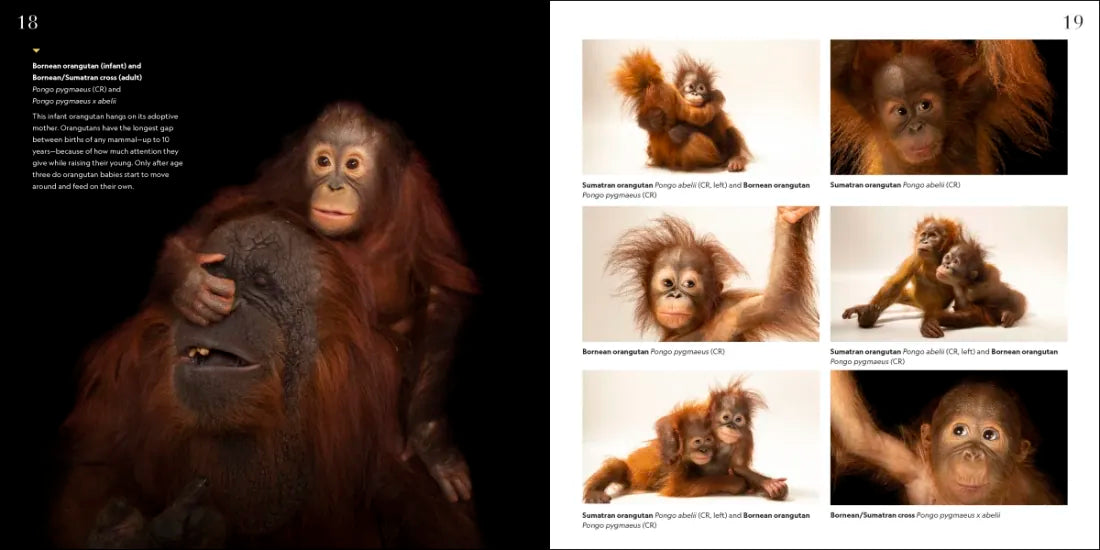 National Geographic Photo Ark Babies US - Hardback