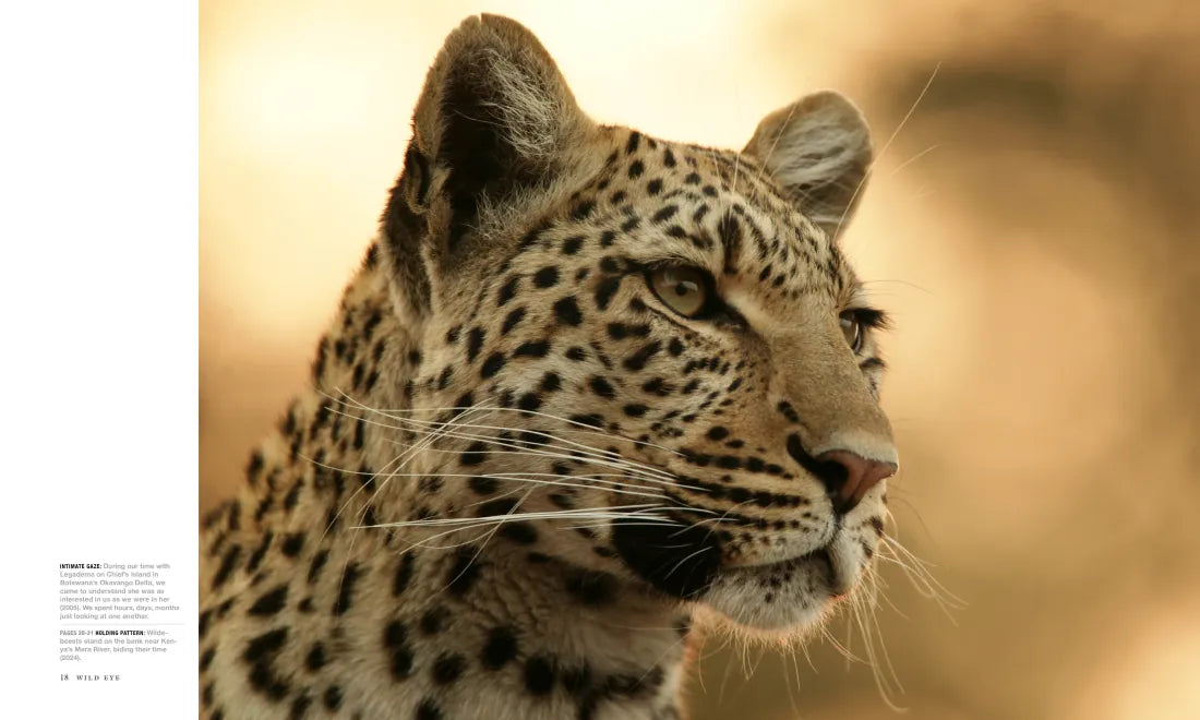 Wild Eye US - Hardback