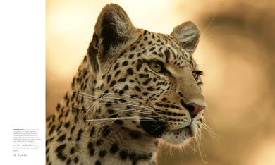 Wild Eye US - Hardback