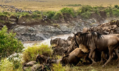 Wild Eye US - Hardback