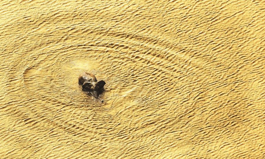 Wild Eye US - Hardback