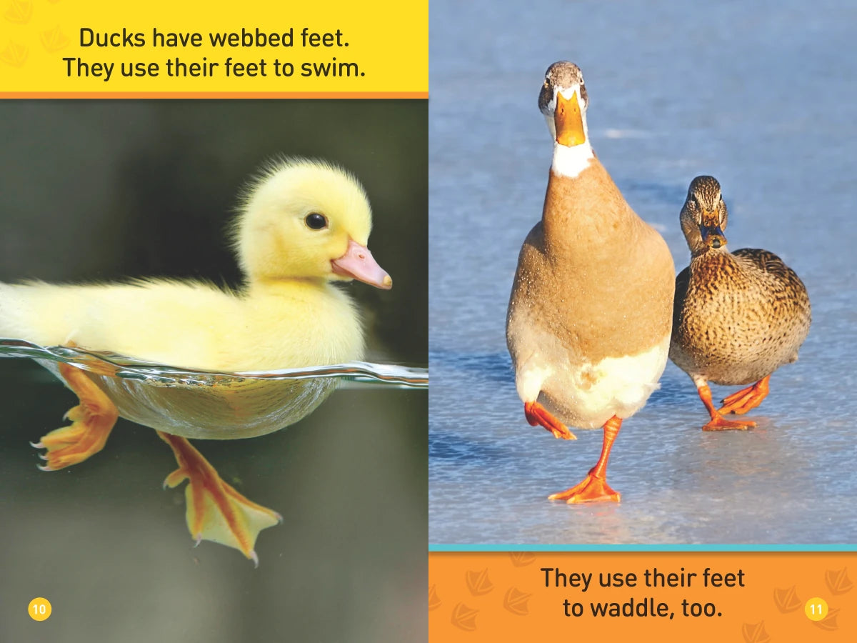 Ducks (National Geographic Kids Readers, Pre-Reader) US - Paperback / softback