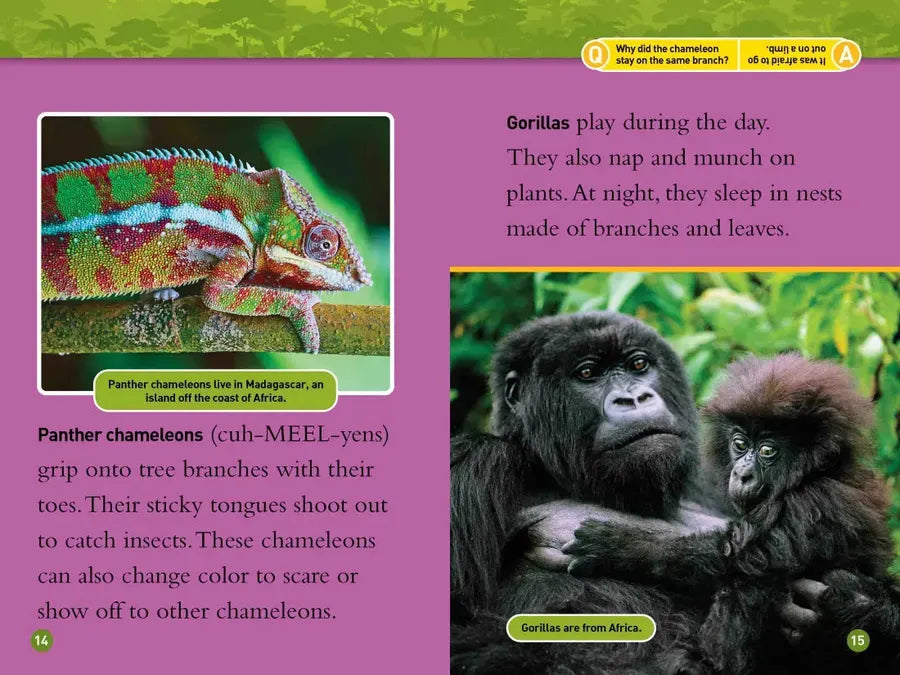 Rainforests (National Geographic Kids Readers, Level 2) US - Paperback / softback