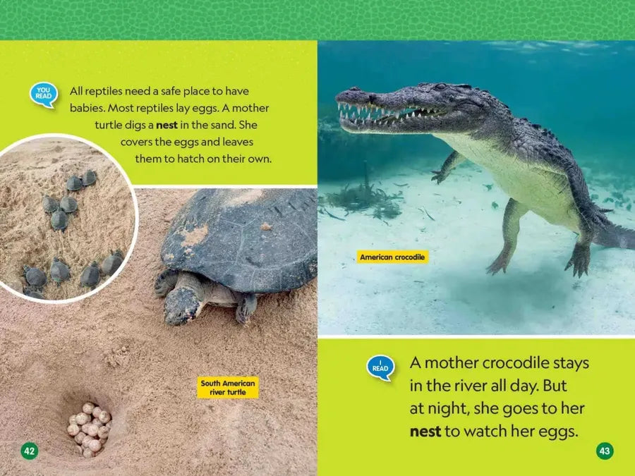 Reptiles (National Geographic Kids Readers, Level 1/Co-Reader) US - Paperback / softback