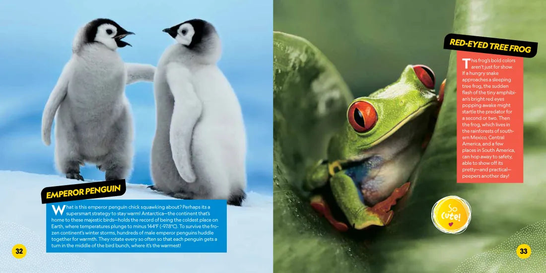 Cutest Animals on the Planet US - Paperback / softback