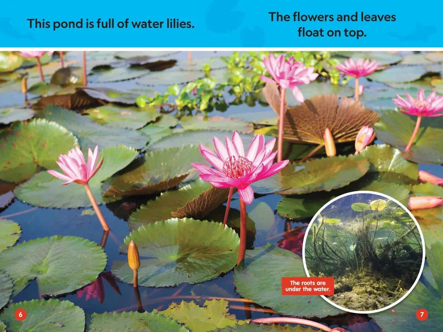 In the Pond (National Geographic Kids Readers, Pre-Reader) US - Paperback / softback