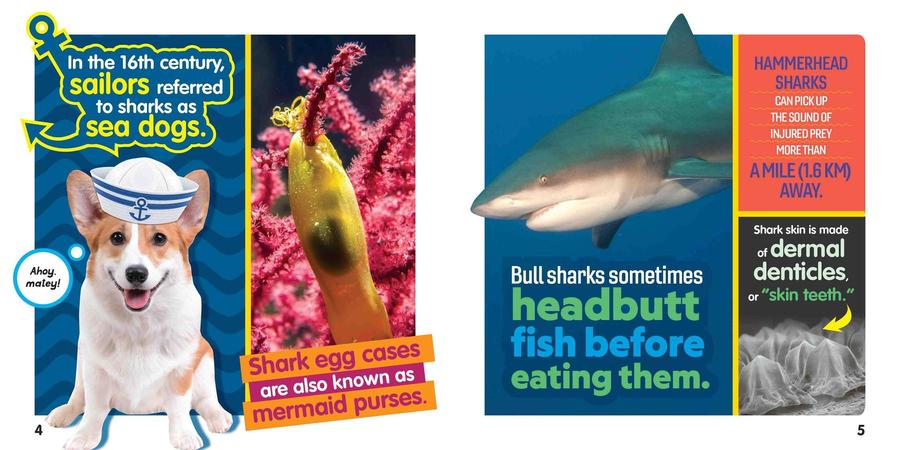 Weird But True! Sharks US - Paperback / softback