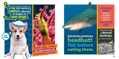 Weird But True! Sharks US - Paperback / softback