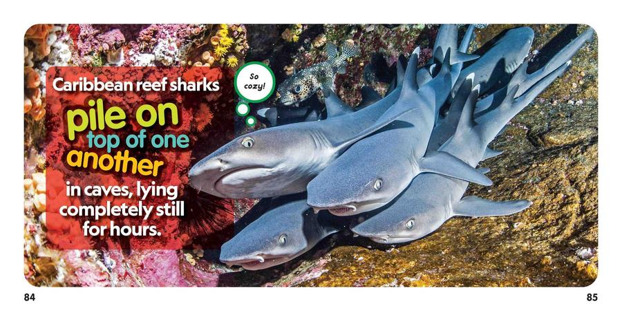 Weird But True! Sharks US - Paperback / softback