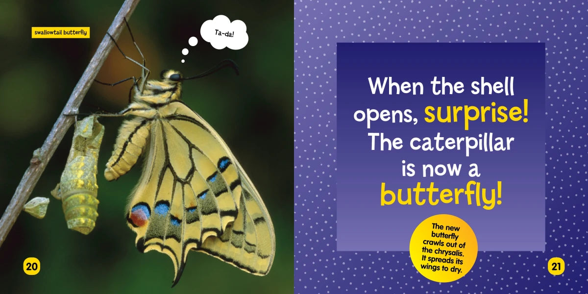 National Geographic Kids Little Kids First Board Book: Becoming a Butterfly US - Board book