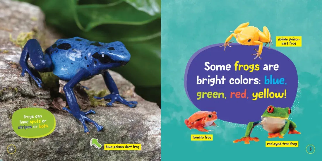 National Geographic Kids Little Kids First Board Book: Frogs US - Board book