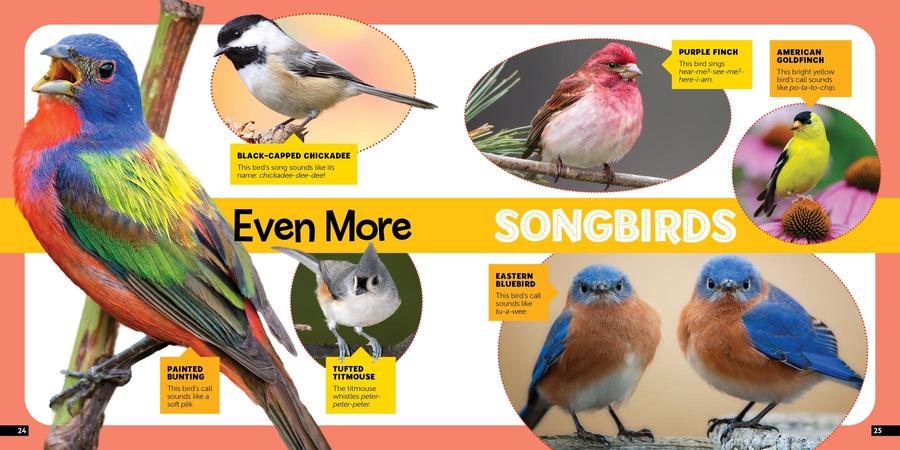 Little Kids First Nature Guide Birds US - Hardback
