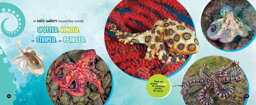 Mysterious, Marvelous Octopus US - Hardback