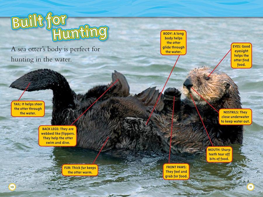 Animal All-Stars Collection (National Geographic Kids Readers, Level 1) US - Paperback / softback