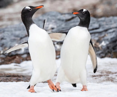 Penguin Palooza US - Hardback (9781426377150)