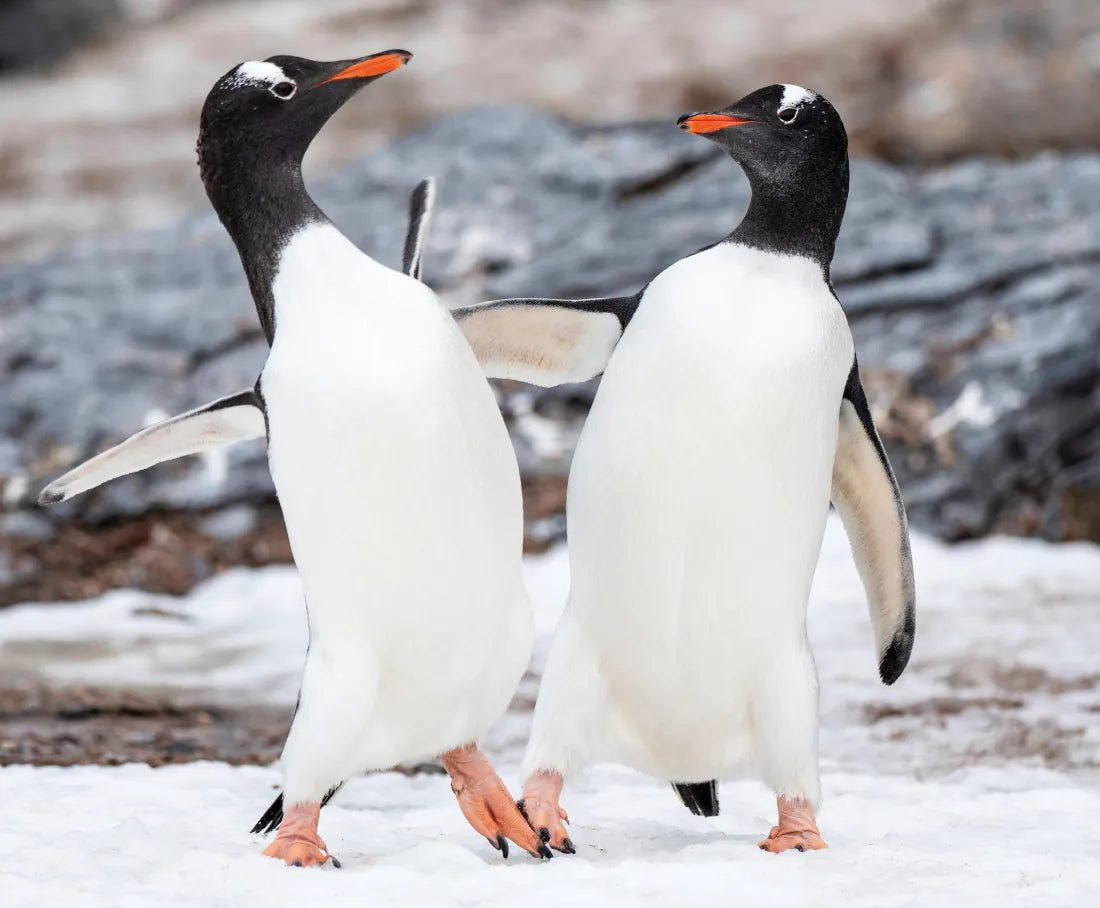 Penguin Palooza US - Hardback (9781426377150)