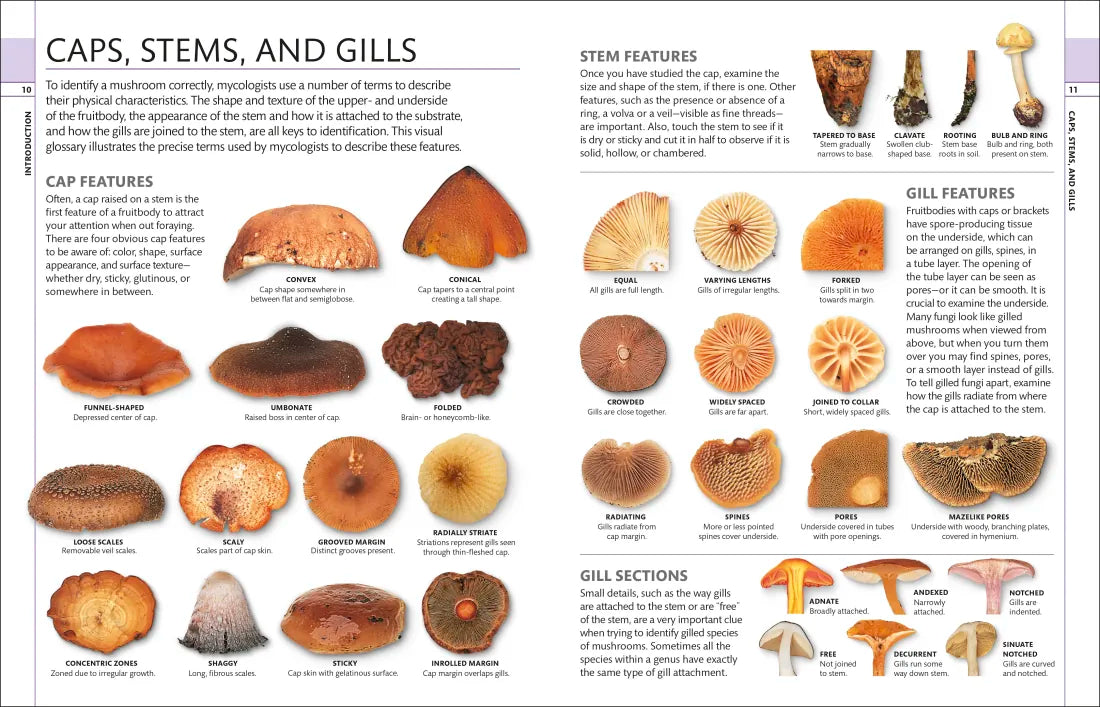 Mushrooms US - Hardback