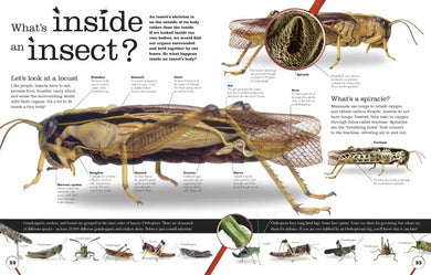 Everything You Need to Know About Bugs US - Hardback