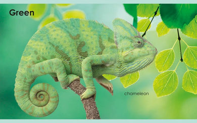 My First Colors US - Board book